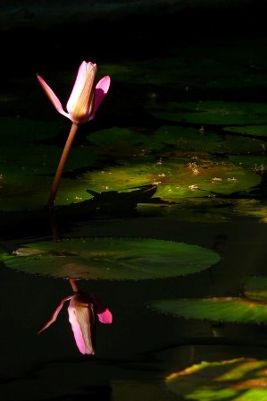 wunderschöne Lotusblüte in Dunkel